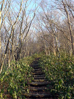 護摩壇山・三角点へ続く道